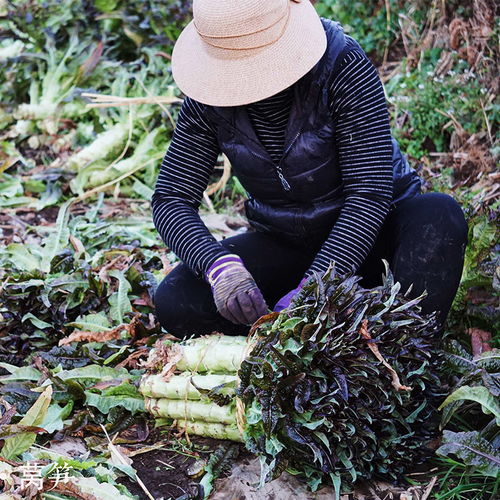 从田间到餐桌 大理农家自种莴笋，一份来自风花雪月的鲜甜馈赠