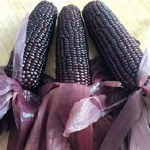 玉米与新鲜蔬菜 农产品市场行情、批发采购与厂家直供指南