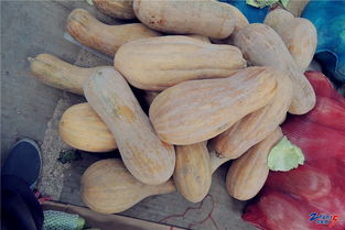 横山桥农副产品批发市场 中吴秀才的新鲜蔬菜批发之选