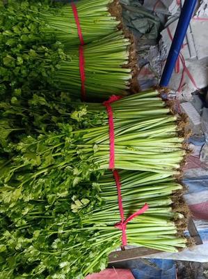 沂水山芹 质优价廉，沂蒙山区的绿色馈赠