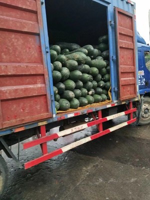 石排蔬菜配送公司 新鲜蔬菜批发的领航者