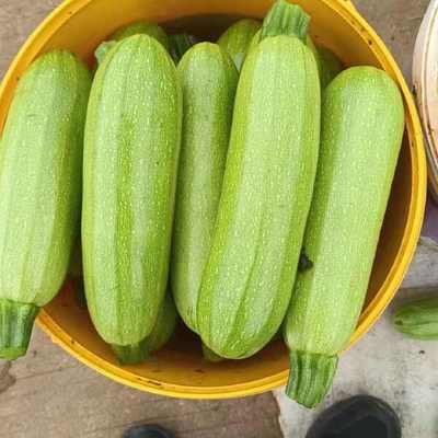 【产地直发】云南弥勒新鲜西葫芦 高原品质，从田间到餐桌的鲜甜滋味