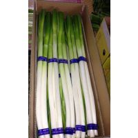 张北保鲜蔬菜出口加工厂 引领新鲜蔬菜批发新潮流